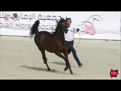 D Mario UAE Nationals 2019