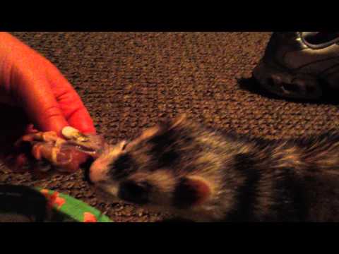 Ferret eats a quail leg!