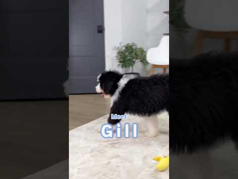 G i l l 💙🐾 is 14 weeks old and ready to meet his forever family!! Reach out to us for details 💫