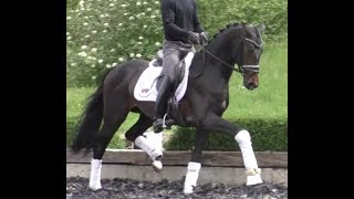 Video of Verrenberg
