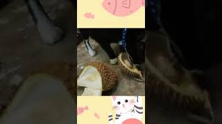 ドリアンを食べる猫 癒しねこ Cute Cat Cat Lover #Shorts