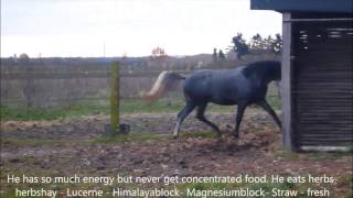 Amado Muguet -- bred by Yeguada Pura Raza Espanola Muguet -- in the Netherlands.