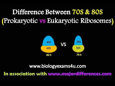 Difference between 70S and 80S Ribosomes | Prokaryotic vs Eukaryotic ribosomes