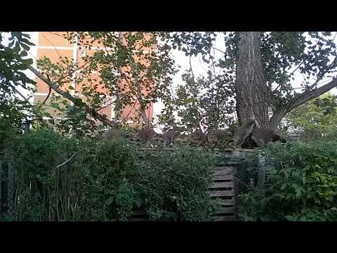 A big group of Racoon in Toronto