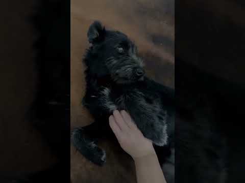 Peach auf Pflegestelle 05.10.2022 (1) - New Home for Strays e. V.