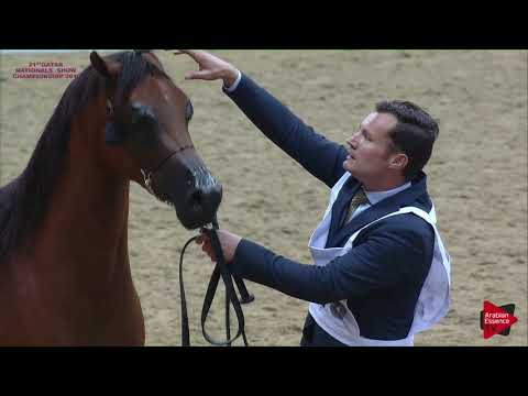 N 129 MAHARAANI   21st Qatar National 2018   Fillies 2 years old Class 4A