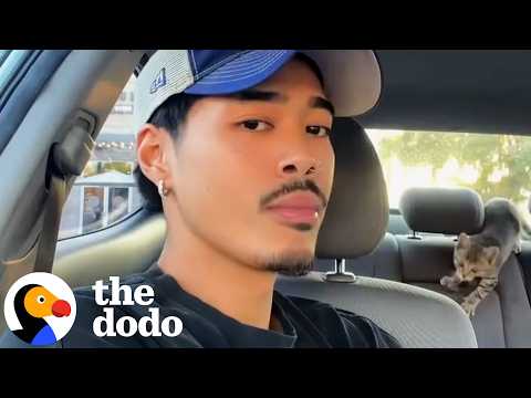 Streamer Realizes He Hears Meowing Coming From His Car | The Dodo