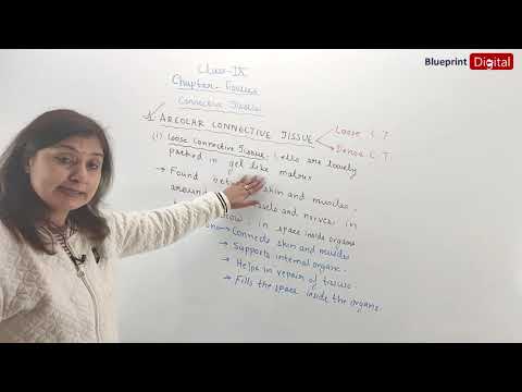 Chapter 6 Tissues Part 4 - Connective Tissues | Science Class 9