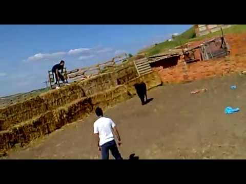 petronila  sancristobal de la vega