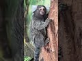 Common Marmoset 🐒 #shorts #marmoset #monkey #shortsvideo