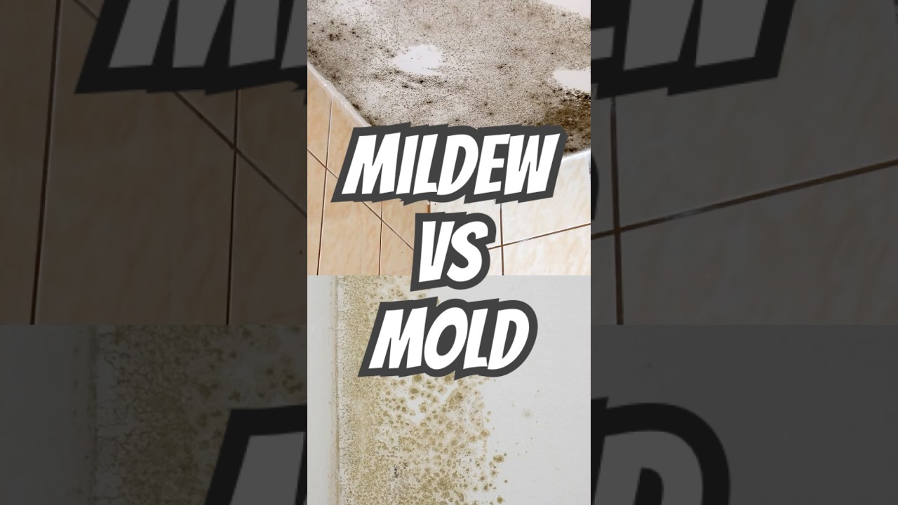 Mildew vs. Mold: What’s the Difference?