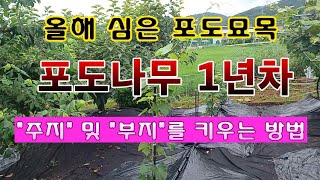 [텃밭농부 1,600]  1년차 포도나무의 주지 및 부지를 키우는 방법 #포도재배
