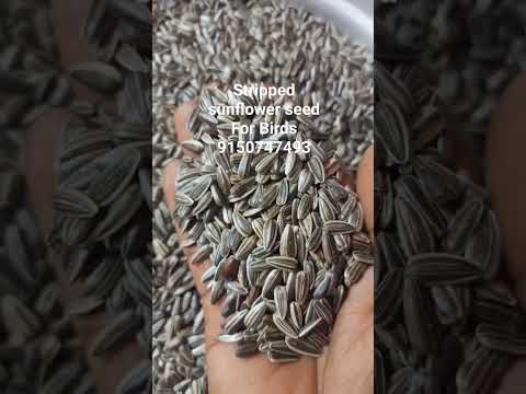 Sunflower seeds stripped, packaging size: 40 kg