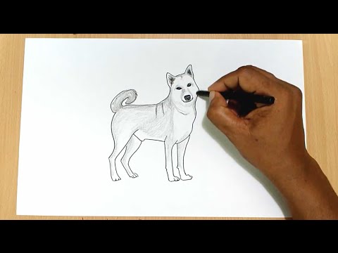 How to Draw a Realistic Dog - YouTube