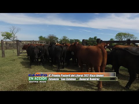 Angus - 6º Prueba Pastoril del Litoral - Nahuel Ara