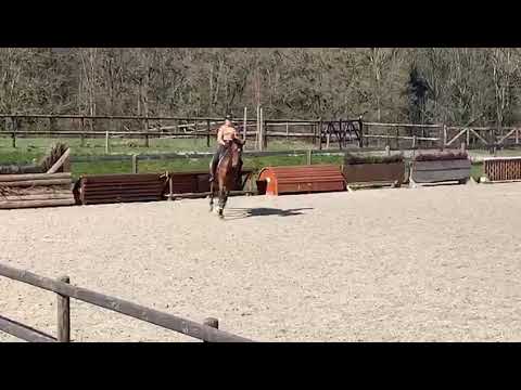 Dressage with Belissimo