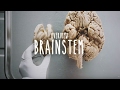 Overview of the Brainstem - UBC Neuroanatomy - Season 1 - Ep 3