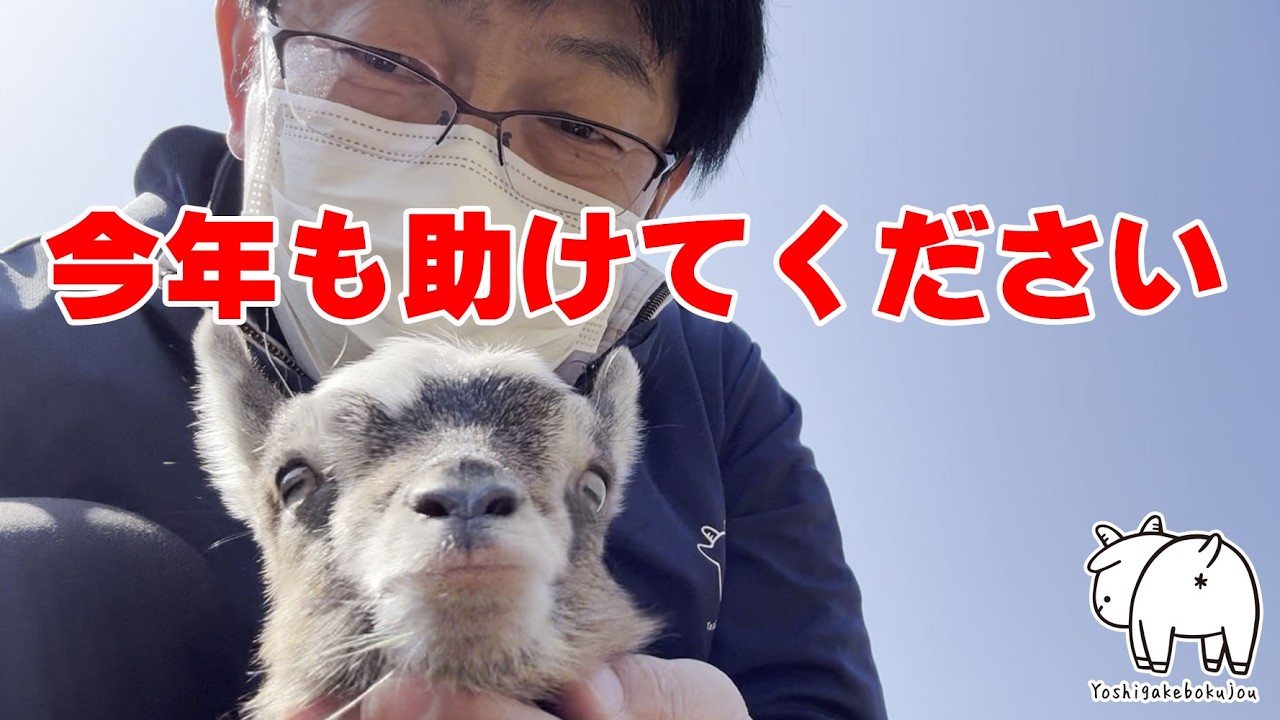 【ボランティア募集】GWの吉がけ牧場を助けてください！ヤギまみれの1日を過ごしませんか？🐐✨ 2026年3月21日　#ヤギ牧場
