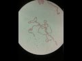 Polytene Chromosome- Under the eye of microscope ...
