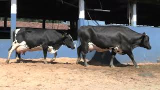 Vídeo 47 - 1ª ETAPA MEGA LIQUIDAÇÃO TOTAL AGROPECUÁRIA MARAJOARA - DIA 4 | GADO GIROLANDO E HOLANDÊS