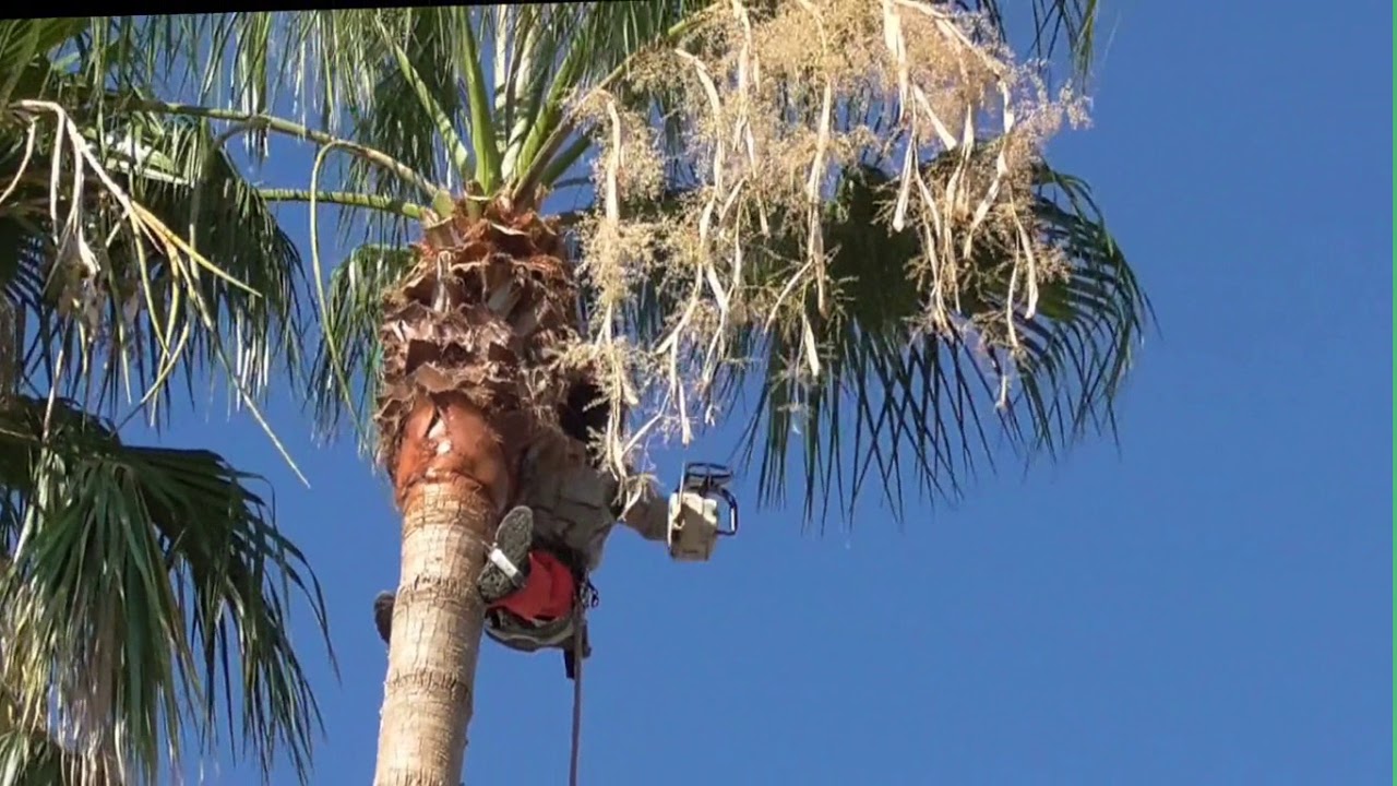 Palm Trimming