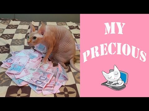 Funny Sphynx Cats Love and Protect Money | Top Cats Video