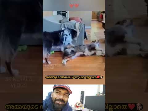വളർന്നിട്ടും അവരുടെ സ്നേഹം കണ്ടോ🐕❤️