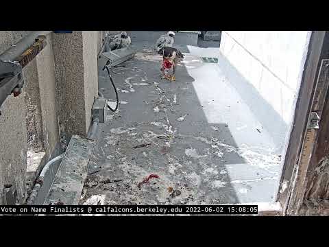 6-2-22 Female chick gets between Annie and her favorite exit