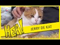 Jerry de Grouster dorpskat | HEA!