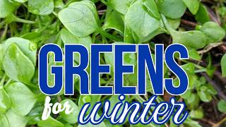 The Greens that are Made for Winter