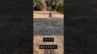 運動音痴な犬なので走るのものろくてかわいい #ボストンテリア