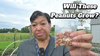 Can We Really Grow Our Own Peanuts at Home?