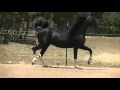 Splash Youtube Wmv