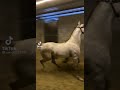 Arabian Horse