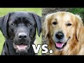 Golden Retriever Vs Labrador Retriever Which Is Better