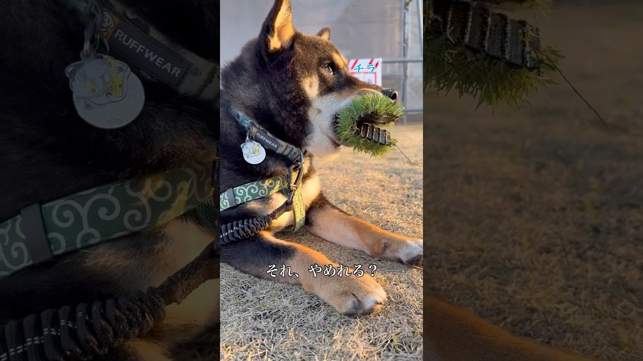 壱くんが咥えているのは..？マウスピース..？いいえ！お口にぴったりハマる人工芝です！😂 「壱くん」Instagram@1chigram_ #犬王国 #柴犬 #柴犬のいる暮らし