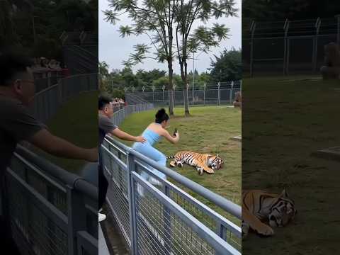 She Fell Into the Lion Cage… Then Came the Twist #shortsfeed