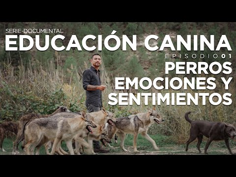 EDUCACIÓN CANINA E01 (Serie-Documental) | ´PERROS, EMOCIONES Y SENTIMIENTOS`.