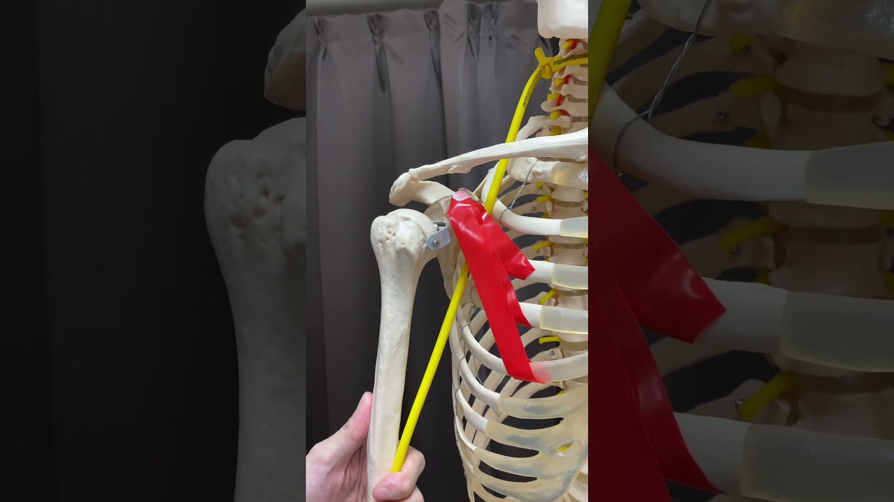 肩の動きと神経の関連性