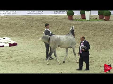 204 MILKA Sharjah International 2018