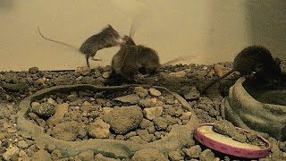 Wild Mice As Pets: Togetherness Until There's Little Food...Crazy!!!