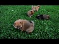 Pomeranian dogs for sale: Jasper - Video 1