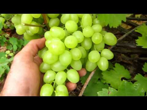 Виноград сорт Аркадия. Северо-восток Белоруссии. Пора снимать урожай столового винограда.