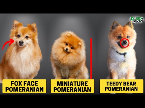 6 Different Types Of Pomeranian - Which Is Right For You?
