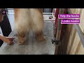 Chow chow grooming tutorial