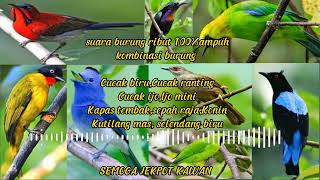 Download lagu Suara burung ijo ribut kombinasi burung kecil paling ampuh mp3