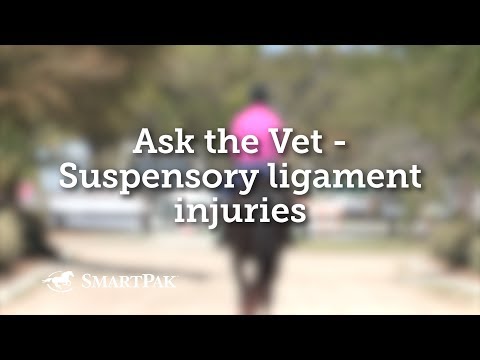 YouTube video about: Should I buy a horse with a suspensory ligament injury?