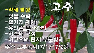 고추-약해발생/첫물수확/고추 순치기/유인줄 보강/지주대 고정/비 맞으며 탄저병 방제/주간 고추농사(7/17~…