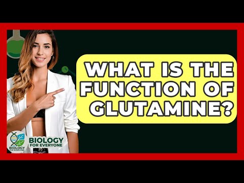 What Is The Function Of Glutamine? - Biology For Everyone