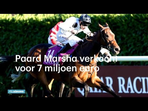 , title : 'Duurste paard van Europa verkocht voor ruim 7 miljoen euro - RTL NIEUWS'